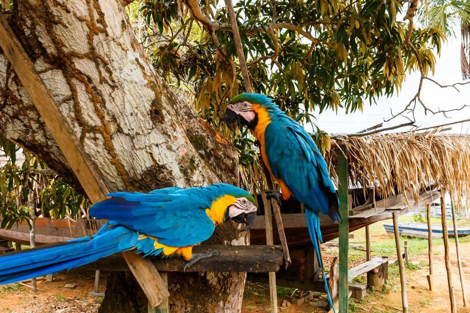 Amazonia Parksuites ノボ・アイロン エクステリア 写真
